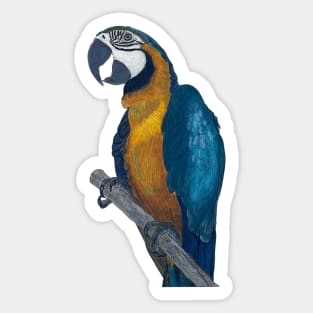 Blue + Yellow Macaw on a Twig Scientific Drawing Sticker